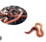 Composteer California wormen voor wormenhotel, Ophalen of Verzenden