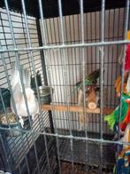 Gras parkiet en Valkparkiet, Mannelijk, Parkiet