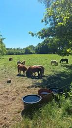 ‼️Gezocht paarden en pony's‼️, Dieren en Toebehoren, Merrie