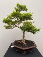 Bonsai Liguster mooi gevormde boom Nr 152, Tuin en Terras, Planten | Bomen, Ophalen of Verzenden
