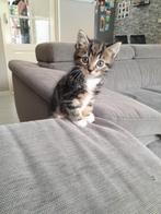 Europese korthaar kittens, Dieren en Toebehoren, Katten en Kittens | Overige Katten, Kater, Kortharig, 0 tot 2 jaar