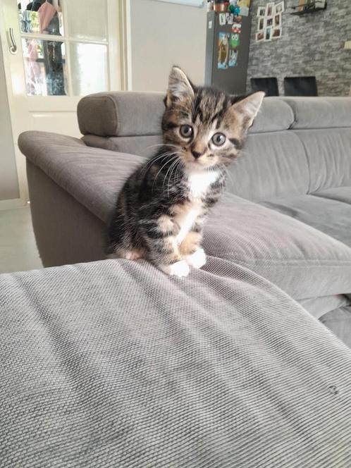 Europese korthaar kittens, Dieren en Toebehoren, Katten en Kittens | Overige Katten, Kortharig, Kater, 0 tot 2 jaar
