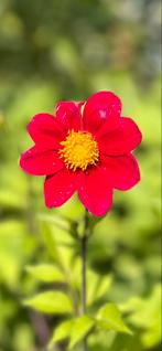 Dahlia 20, Tuin en Terras, Ophalen