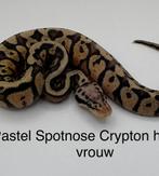 Diverse koningspythons vrouwen en mannen met korting!!, Dieren en Toebehoren, Slang, 0 tot 2 jaar