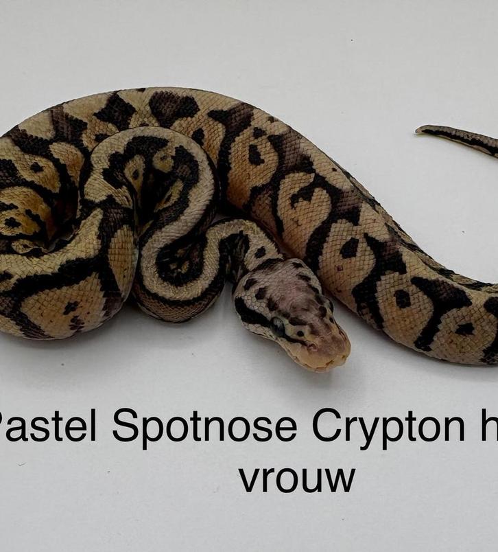 Diverse koningspythons vrouwen en mannen met korting!!