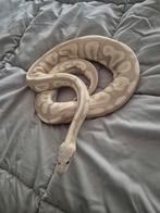 Toffino calico cinnamon 2019, Met terrarium