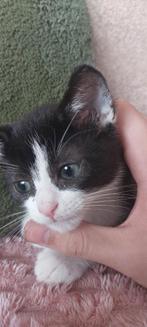 Super Lieve kitten heeft snel een huisje nodig, Dieren en Toebehoren, Katten en Kittens | Overige Katten, Kater, Kortharig, 0 tot 2 jaar