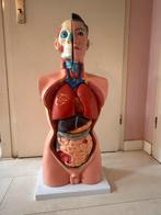 Anatomisch Model Menselijk Torso, Ophalen of Verzenden