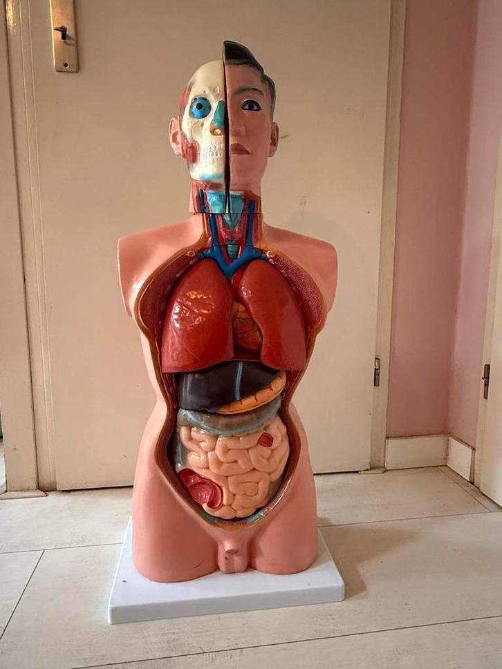 Anatomisch Model Menselijk Torso, Antiek en Kunst, Antiek | Overige Antiek, Ophalen of Verzenden
