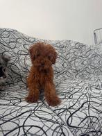 toypoedel pup, 15 weken tot 1 jaar, Eén hond, Nederland, Particulier