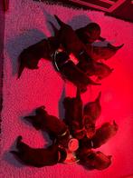 Duitse herder pups, werklijn met stamboom, Dieren en Toebehoren, Honden | Herdershonden en Veedrijvers, CDV (hondenziekte), 8 tot 15 weken