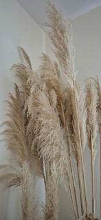 Pampas pluimen groot 2 euro per stuk., Ophalen, Zo goed als nieuw