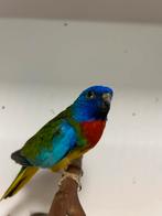 5-4 splendid parkieten, Dieren en Toebehoren, Vogels | Parkieten en Papegaaien, Meerdere dieren, Parkiet, Geringd