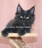 Maine Coons kitten met Stamboom, Dieren en Toebehoren, Meerdere dieren, Met stamboom