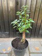 Prunus l. Angustifolia bonsai starter, Ophalen, Bloeit niet, Halfschaduw, Overige soorten