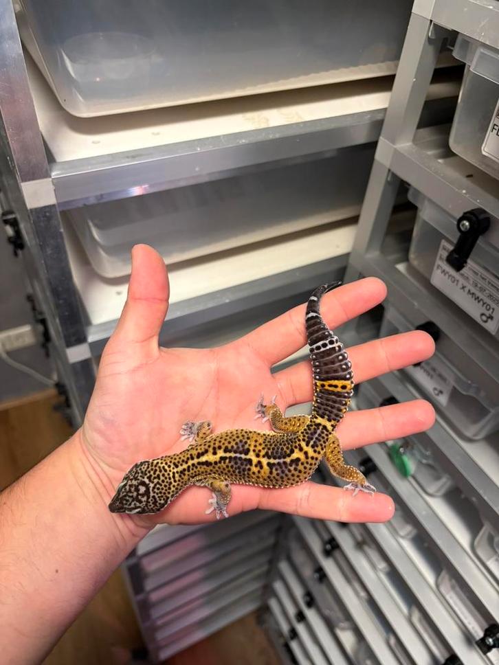 1.0 pure black night luipaardgekko, Dieren en Toebehoren, Reptielen en Amfibieën, Hagedis, 0 tot 2 jaar