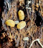Isopods pineapple's, Overige soorten