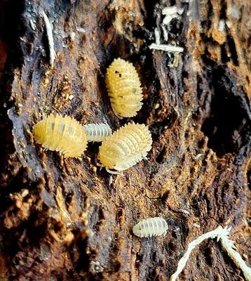 Isopods pineapple's  beschikbaar voor biedingen