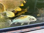 Div koi’s aangeboden, Dieren en Toebehoren, Vissen | Aquariumvissen, Vis