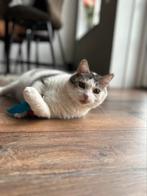 Europese kat overnemen, Dieren en Toebehoren, Kater, Gechipt, 6 jaar of ouder