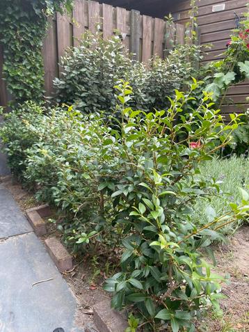 Osmanthus Burkwoordii beschikbaar voor biedingen