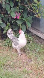 Friese zilverpel hennen en zijde hoenders., Dieren en Toebehoren, Pluimvee, Vrouwelijk, Kip