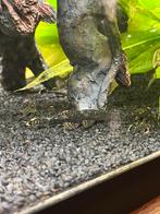 Algeneter +- 5 cm, Vis