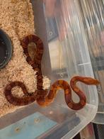 Rattenslangen, Dieren en Toebehoren, Reptielen en Amfibieën