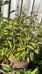 Tulsi plant groot, Ophalen, Minder dan 100 cm