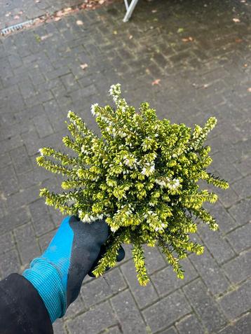 Witte Winterheide - Prachtige Winterbloeier! beschikbaar voor biedingen