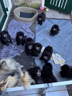 Lieve mini doodletjes zoeken goudenmandje., Rabiës (hondsdolheid), 8 tot 15 weken, Meerdere, Meerdere dieren