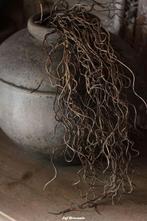 Brynxz twig dried wood, Www.jufbrocante.nl, Www.jufbrocante.nl, Nieuw, Ophalen of Verzenden