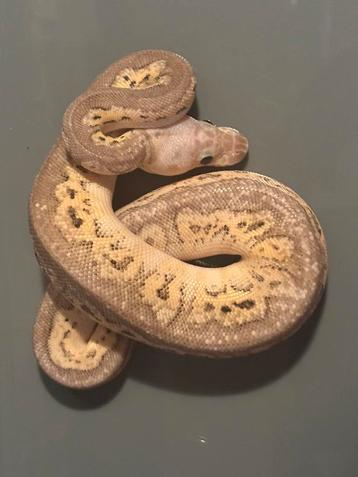 Nk 25 python regius 1.0 beschikbaar voor biedingen