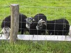 Herdwick, Dieren en Toebehoren, Schapen, Geiten en Varkens, Mannelijk, Schaap