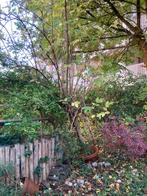 Vlier gratis, Tuin en Terras, Planten | Bomen, Overige soorten, 250 tot 400 cm, Zomer, Ophalen