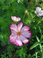 Cosmea Candy Stripe, Tuin en Terras, Bloembollen en Zaden, Ophalen of Verzenden, Voorjaar, Volle zon, Zaad