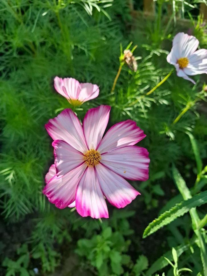 Cosmea Candy Stripe, Tuin en Terras, Bloembollen en Zaden, Zaad, Voorjaar, Volle zon, Ophalen of Verzenden