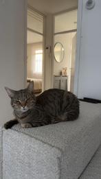 Simba, Kater