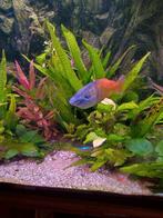 Regenboogvis, Dieren en Toebehoren, Vis