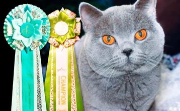 INT KAMPIOEN Brits/britse korthaar dekkater met STAMBOOM beschikbaar voor biedingen
