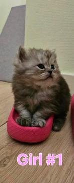 Kittens for sale zoetermeer- Siberian and persian kittens