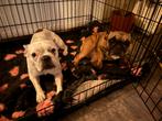 2 franse bulldogs zoeken gouden mandje, Dieren en Toebehoren, Honden | Bulldogs, Pinschers en Molossers, Teef, Bulldog, Meerdere