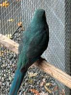 Kakariki div kleur jonge vogels prijs in overleg, Dieren en Toebehoren, Meerdere dieren, Parkiet