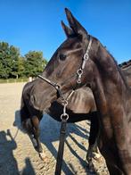 Luxe hengstveulen, Minder dan 160 cm, Niet van toepassing, Dressuurpaard, 0 tot 2 jaar