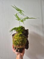 Asparagus op kurk, Groene kamerplant, Ophalen of Verzenden, Overige soorten, Minder dan 100 cm