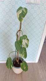 Philodendron white princess, Huis en Inrichting, Kamerplanten, Ophalen of Verzenden