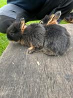 Babykonijntjes te koop!, Dieren en Toebehoren