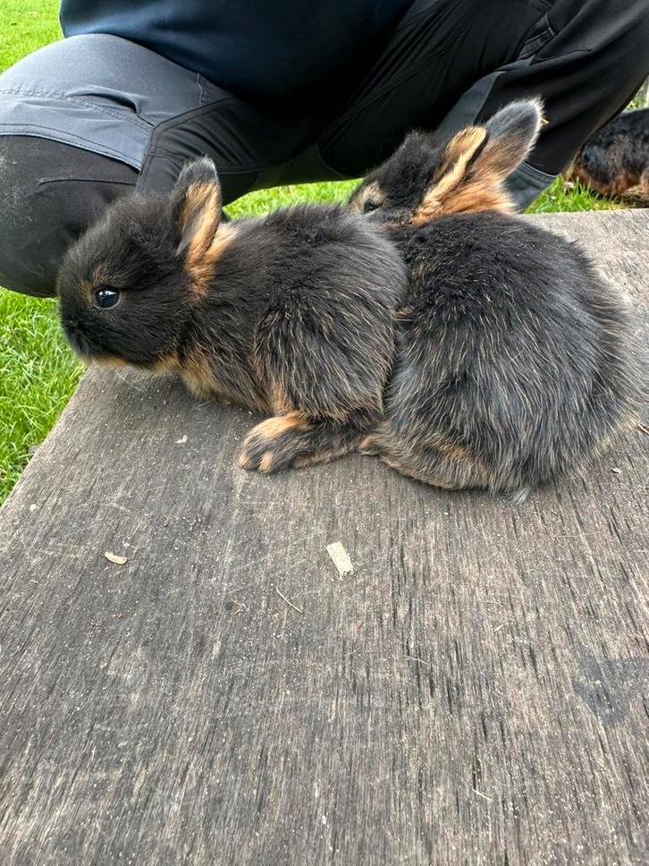 Babykonijntjes te koop!, Dieren en Toebehoren, Konijnen