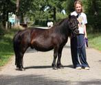 Te koop 7 super knappe shetlander en een betuigd Welsh, Dieren en Toebehoren, Ruin, A pony (tot 1.17m), Recreatiepony, Gechipt