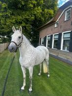 Te koop mooie d pony, Dieren en Toebehoren, Pony's, Merrie, Recreatiepony